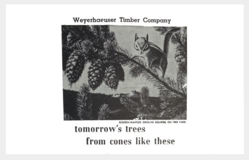 Weyerhaeuser  (1)